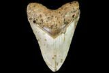 Fossil Megalodon Tooth - North Carolina #109552-1